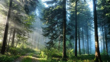 Pathway Through Sunlit Pine Forest wallpaper