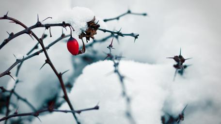 Winter Rose in Snowy Landscape wallpaper