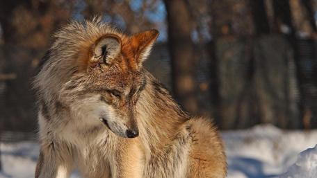 Majestic Wolf in Winter Wonderland wallpaper