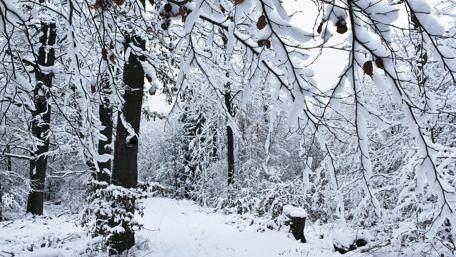 Winter Wonderland in a Snowy Forest wallpaper