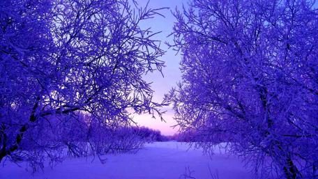 Winter's Twilight Embrace wallpaper
