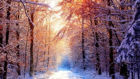 Winter’s Magical Sunlit Pathway Through Snowy Woods wallpaper