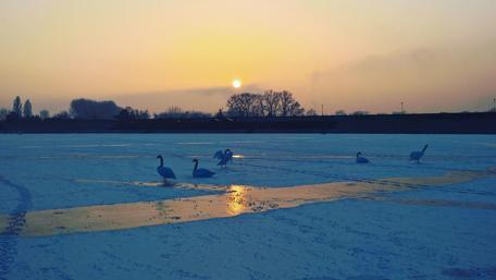 Tranquil Swans at Sunset on Icy Waters wallpaper