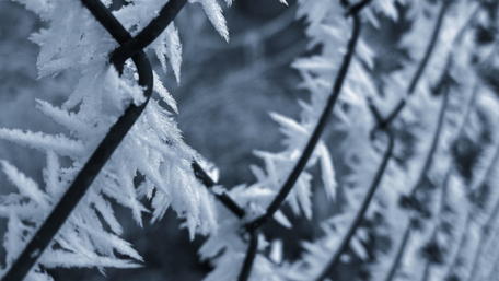 Frosty Fence in Winter Wonderland wallpaper