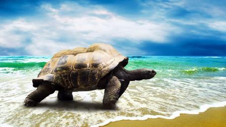 Turtle's Tranquil Shoreline Stroll wallpaper