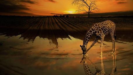 Majestic Giraffe at Sunset Drinking Water wallpaper