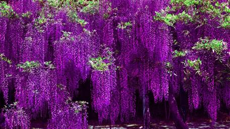 Purple Wisteria Serenity in Bloom wallpaper