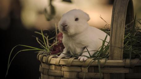 Adorable White Rabbit in a Basket wallpaper