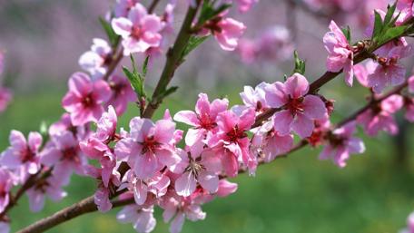 Blossoming Spring Beauty of Pink Flowers wallpaper