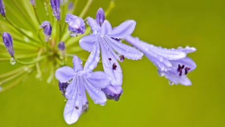 Delicate Purple Blooms in Rainy Serenity wallpaper