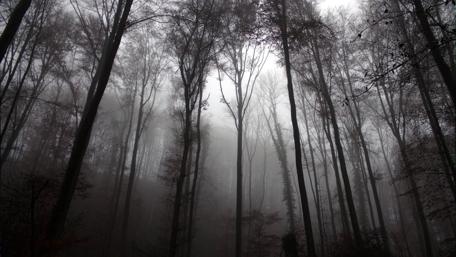 Monochrome Forest Mystery wallpaper