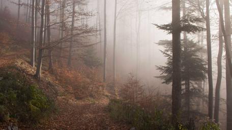 Misty Forest Path at Twilight wallpaper