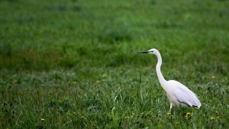 Elegant Bird in Lush Green Grassland wallpaper