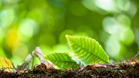 Lush Green Leaves on Soft Ground Surface wallpaper