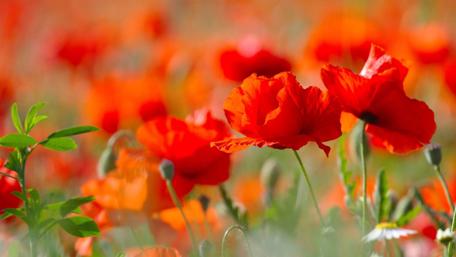 Vibrant Red Poppy Field in Bloom wallpaper