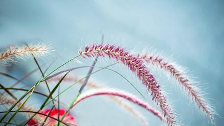 Delicate Pink Grass in Soft Focus wallpaper