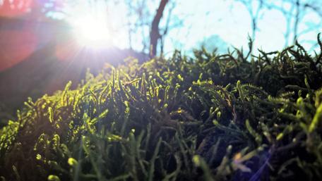 Mossy Sunrise Beauty in Nature wallpaper