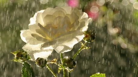 Elegant Rose Embraced by Rainfall wallpaper
