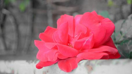 Vibrant Pink Rose on Soft Background wallpaper