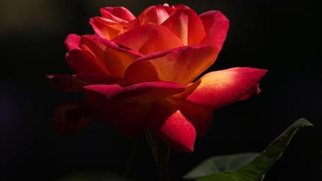 Vibrant Rose Blooming in Shadows wallpaper