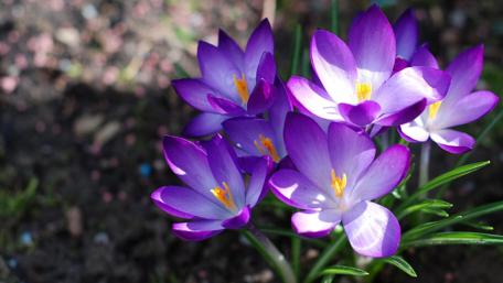 Spring's Radiant Blossoms in Bloom wallpaper