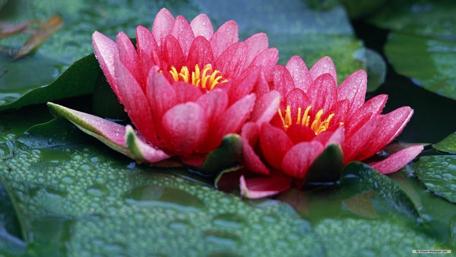 Serene Water Lilies in a Tranquil Pond wallpaper