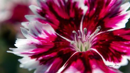 Vibrant Petals of Nature's Beauty wallpaper