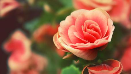 Delicate Coral Rose Blossom Wallpaper wallpaper