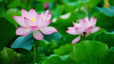 Graceful Pink Lotus Blooms in Tranquil Waters wallpaper