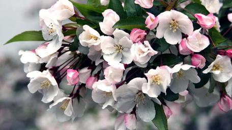 Blossoming Elegance in Soft Hues wallpaper