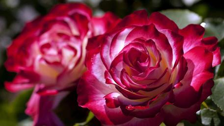 Radiant Roses in Bloom wallpaper