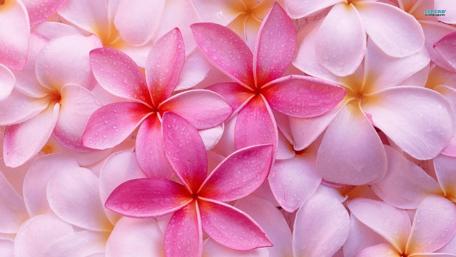 Blissful Blossoms in Pink and White Shades wallpaper