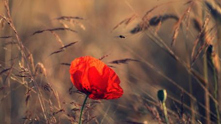 Vibrant Poppy Amidst Golden Grasslands wallpaper