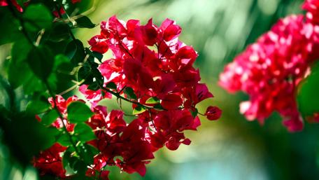 Vibrant Bougainvillea Blooms in Sunlight wallpaper