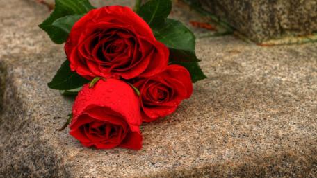 Beautiful Red Roses in Bloom wallpaper