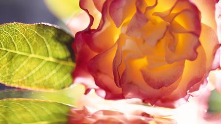 Radiant Rose Blossom in Soft Light wallpaper