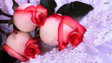 Romantic Roses and Elegant Lace wallpaper
