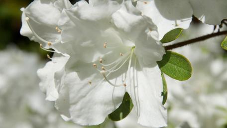 Delicate Beauty of White Blooms wallpaper