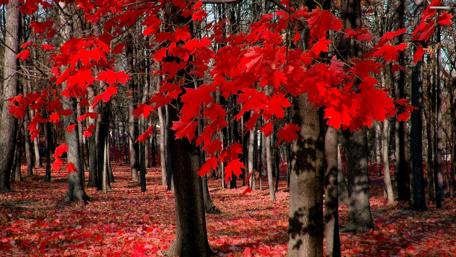 Vibrant Autumn Forest with Red Leaves wallpaper