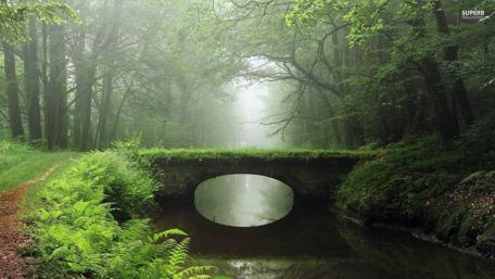 Serene Forest Bridge Amidst Misty Beauty wallpaper