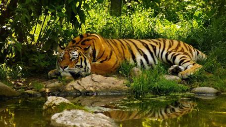 Majestic Tiger by the Lake Tranquility wallpaper