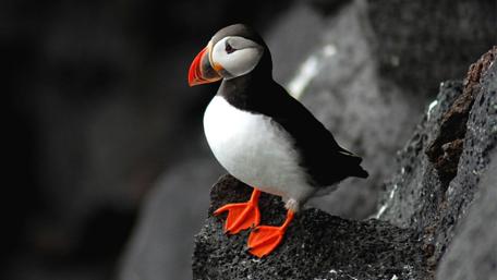 Vibrant Puffin on Rocky Shoreline wallpaper