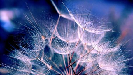 Delicate Whispers of Nature's Beauty wallpaper