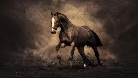 Majestic Horse in Motion wallpaper