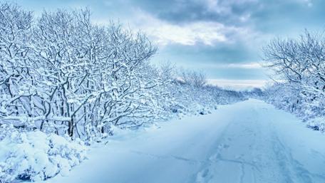 Winter Wonderland Pathway Amidst Snowy Trees wallpaper