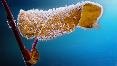 Frosted Leaves in Winter Beauty wallpaper