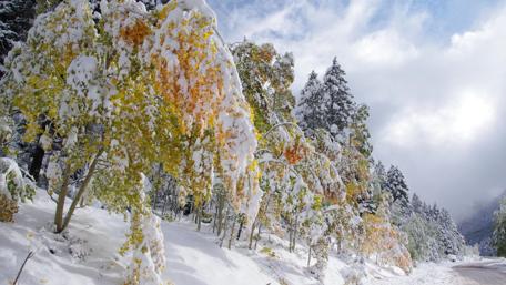 Snowy Winter Wonderland in a Forest Scene wallpaper