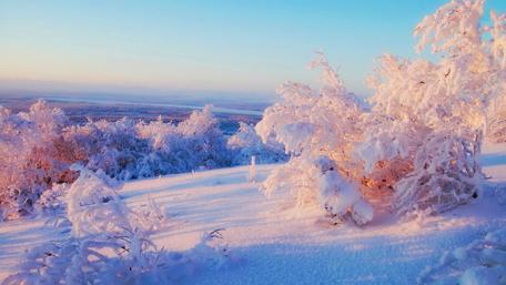 Winter's Silent Elegance in 4K wallpaper