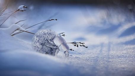 Enchanted Winter Beetle in Silver Glow wallpaper
