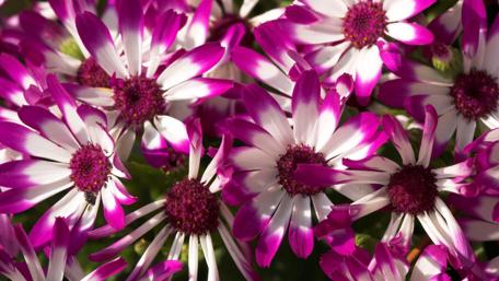 Vibrant Pink and White Daisy Blossoms wallpaper